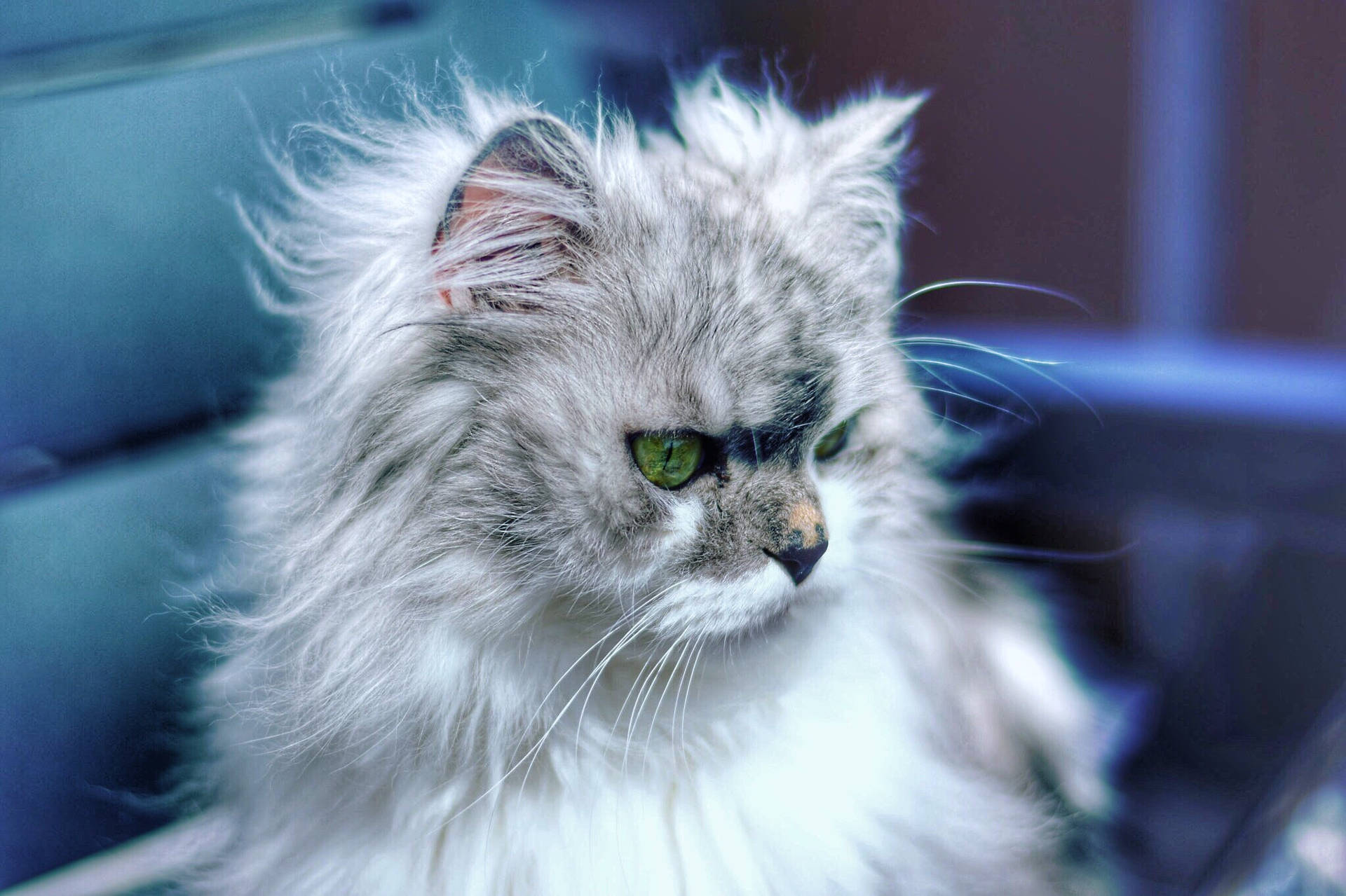 1920x1279 Cat Wallpaper