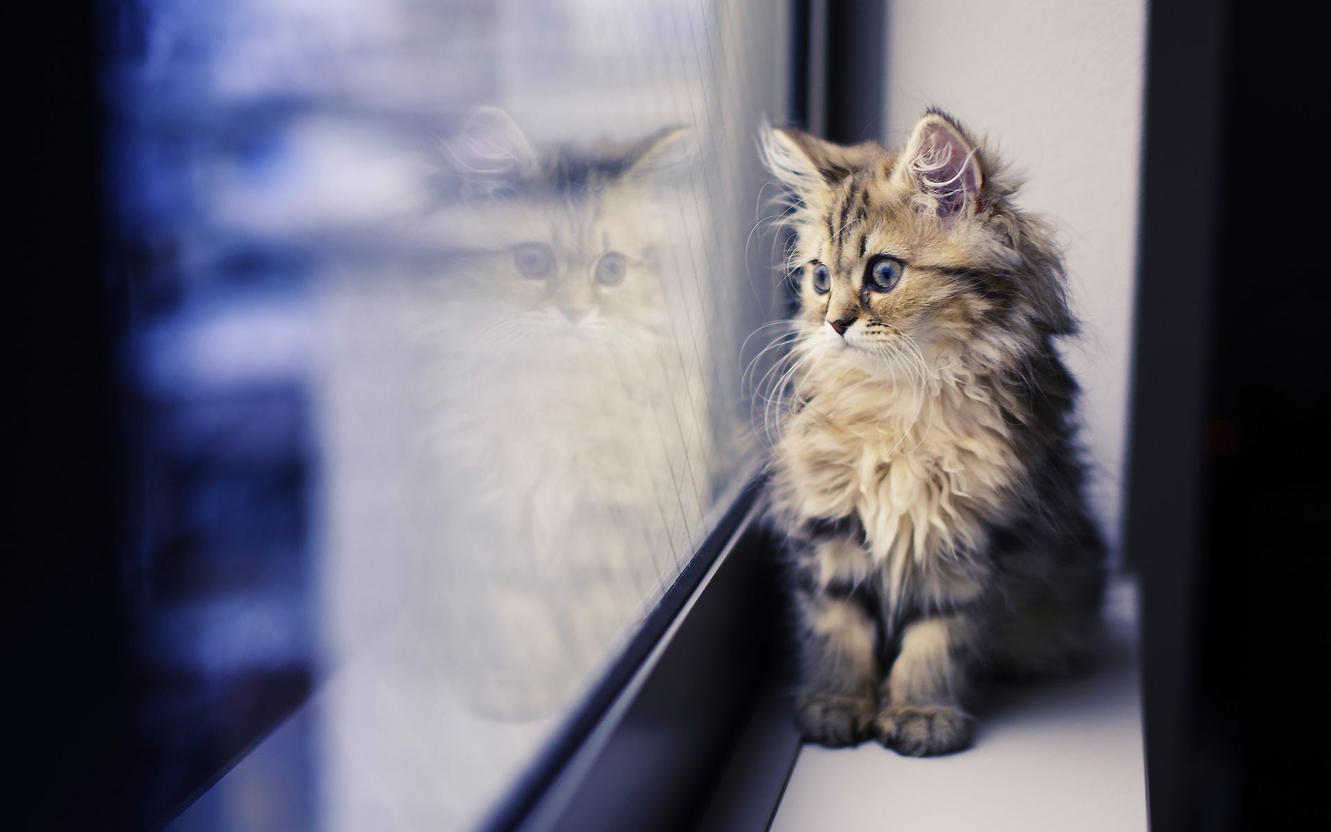 1920x1200 Cute fluffy kitty HD