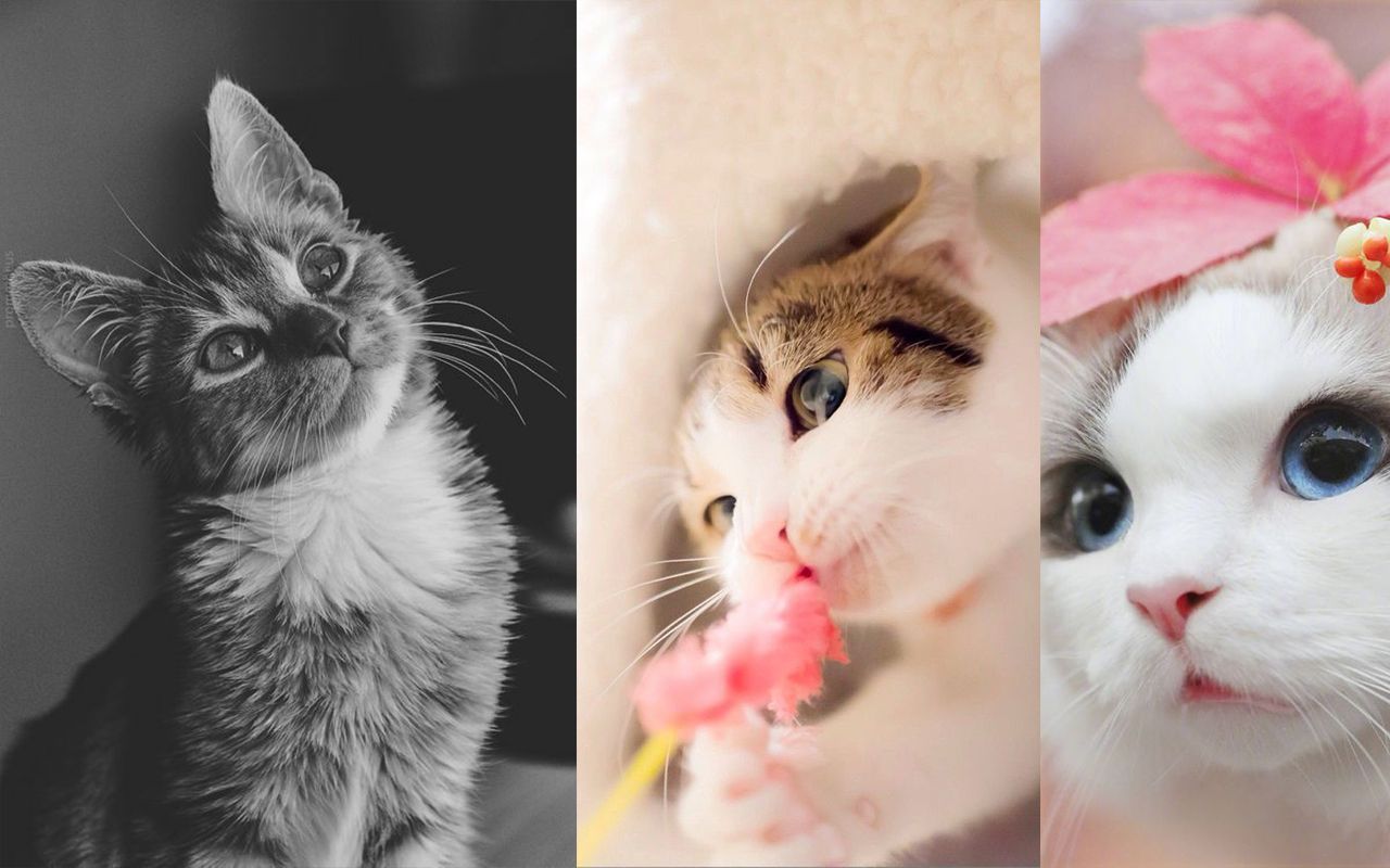 1280x800 Cat Wallpaper
