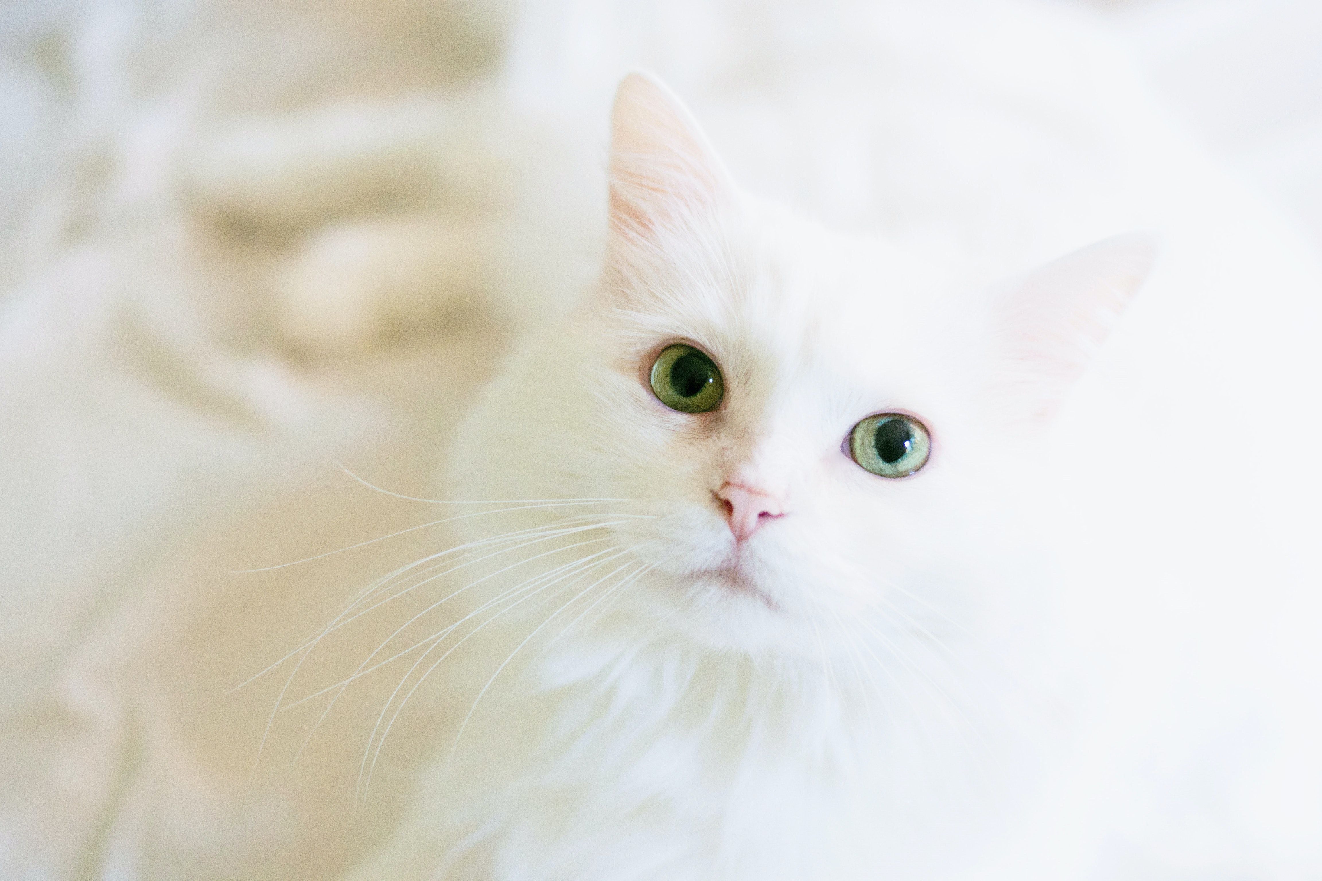 4608x3072 Cat Wallpaper Photo, Download The BEST Free Cat Wallpaper & HD Image