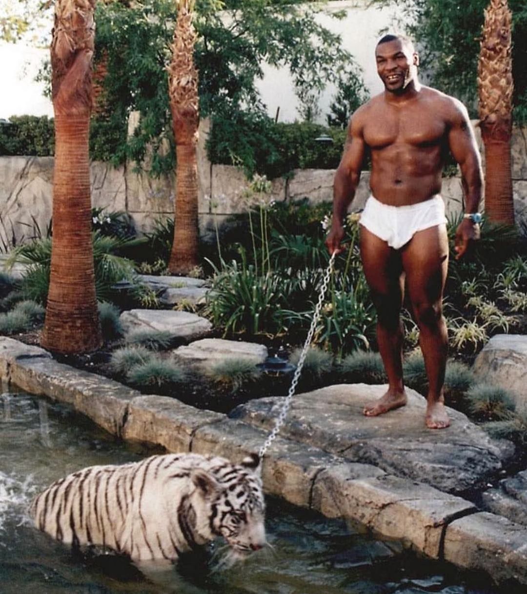 1080x1218 MikeTyson with his pet #tiger s. Mike tyson, Boxing posters, Mike tyson boxing