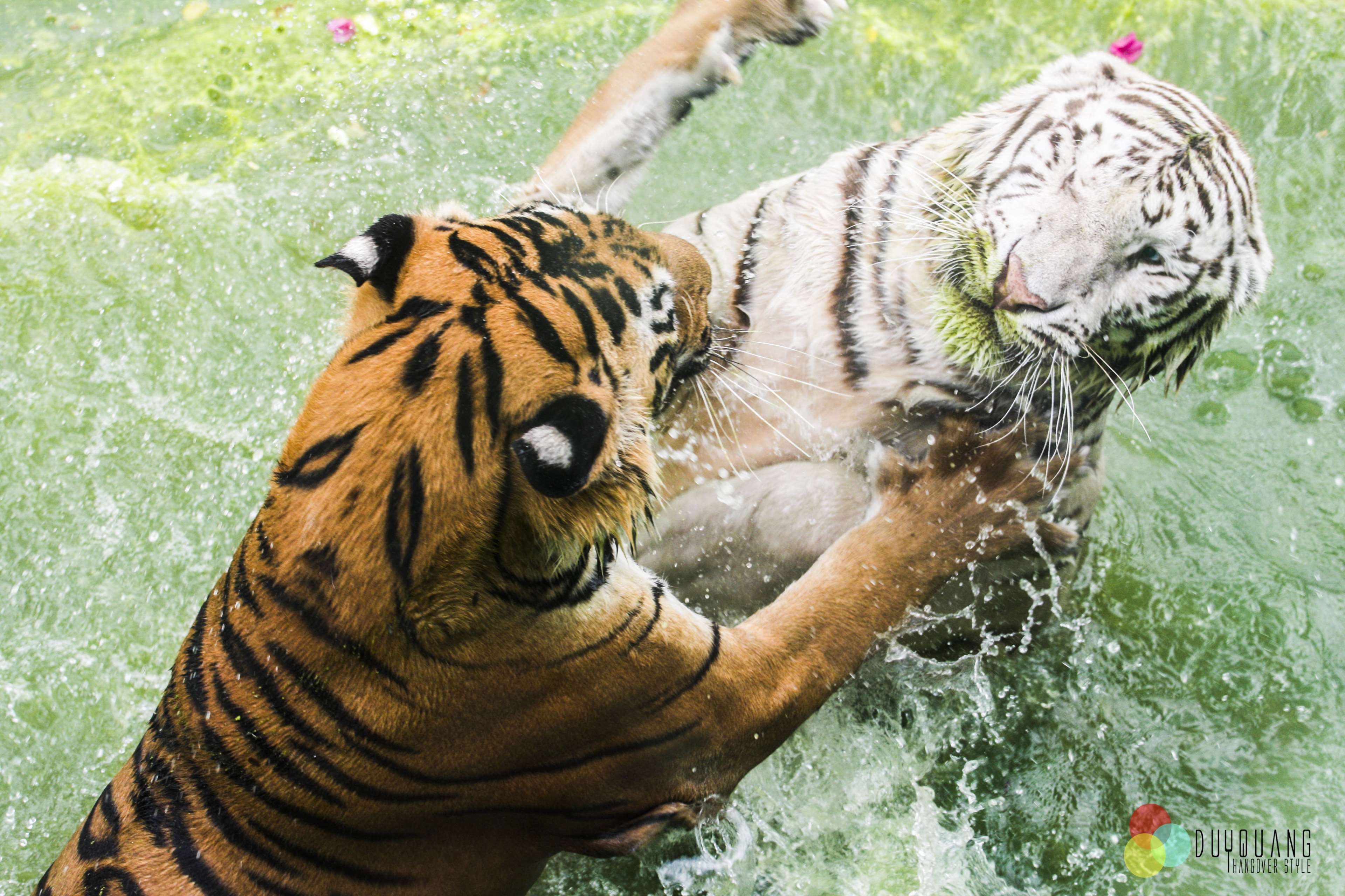 3840x2560 fighting, tiger, while tiger 4k Gallery HD Wallpaper