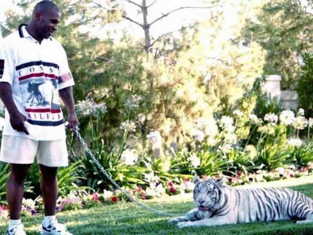 1024x768 She got f**ked up, Mike Tyson's wild tiger cost boxer $000 after ripping hands of young lady