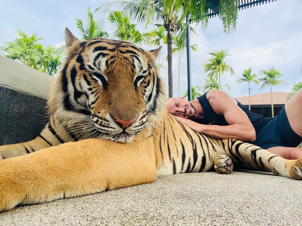 1024x768 Did Nurkovic just lay on a tiger?