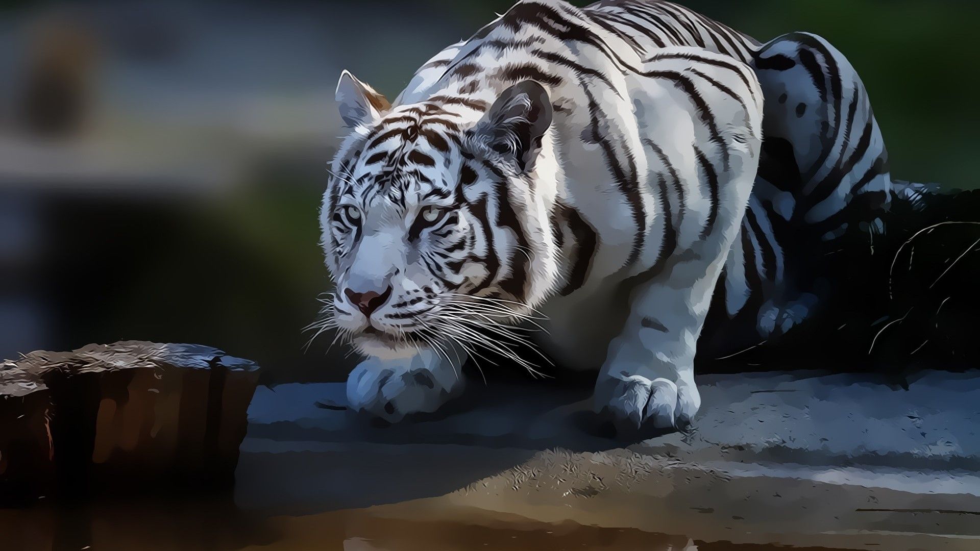 1920x1080 HD White Tiger Aggressive Gallery HD Wallpaper