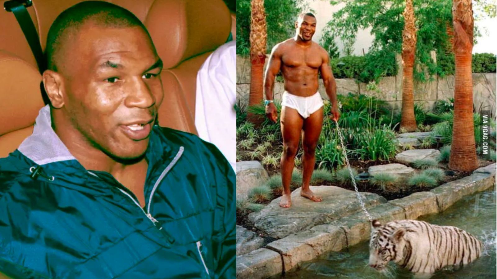 mike-tyson-tiger-wallpapers-top-free-mike-tyson-tiger-backgrounds
