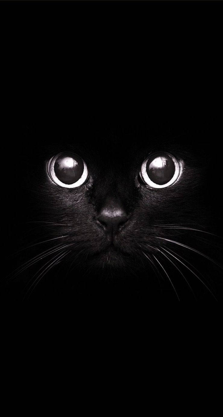 740x1384 Download Portrait Cat Cute Black And White Wallpaper
