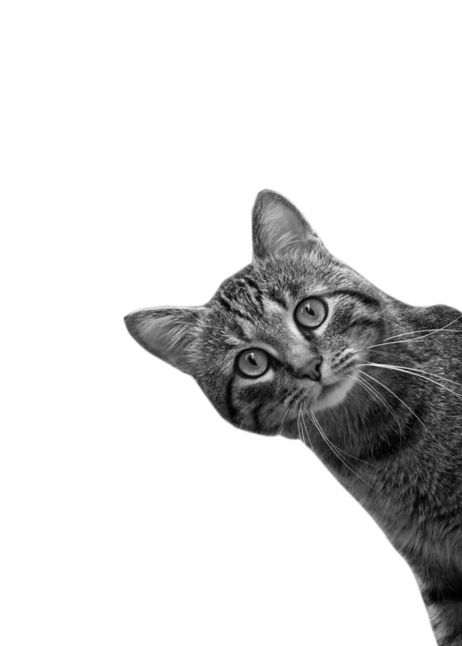 929x1300 Cat Portrait Wall Mural