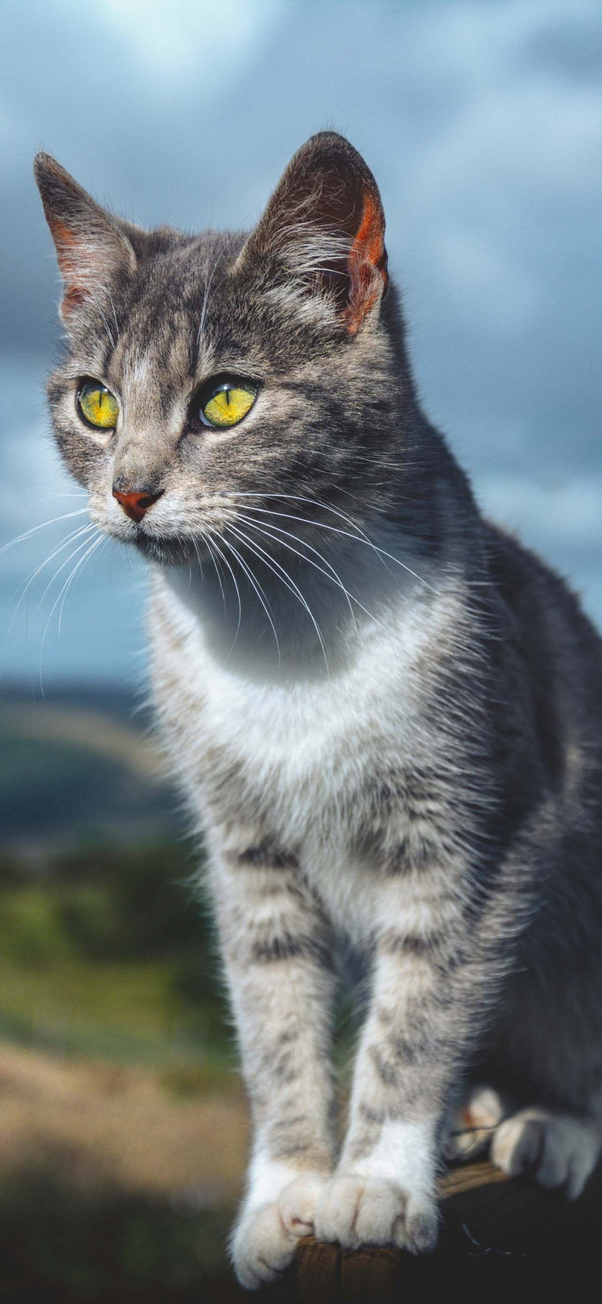 1183x2560 Cat Wallpaper for Phone 2021 Like Cats Very Much
