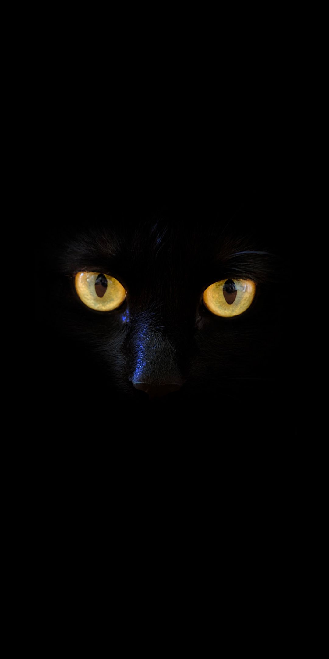 1080x2160 Black cat, yellow eyes, portrait, 1080x2160 wallpaper. Cats, Yellow eyes, Black cat