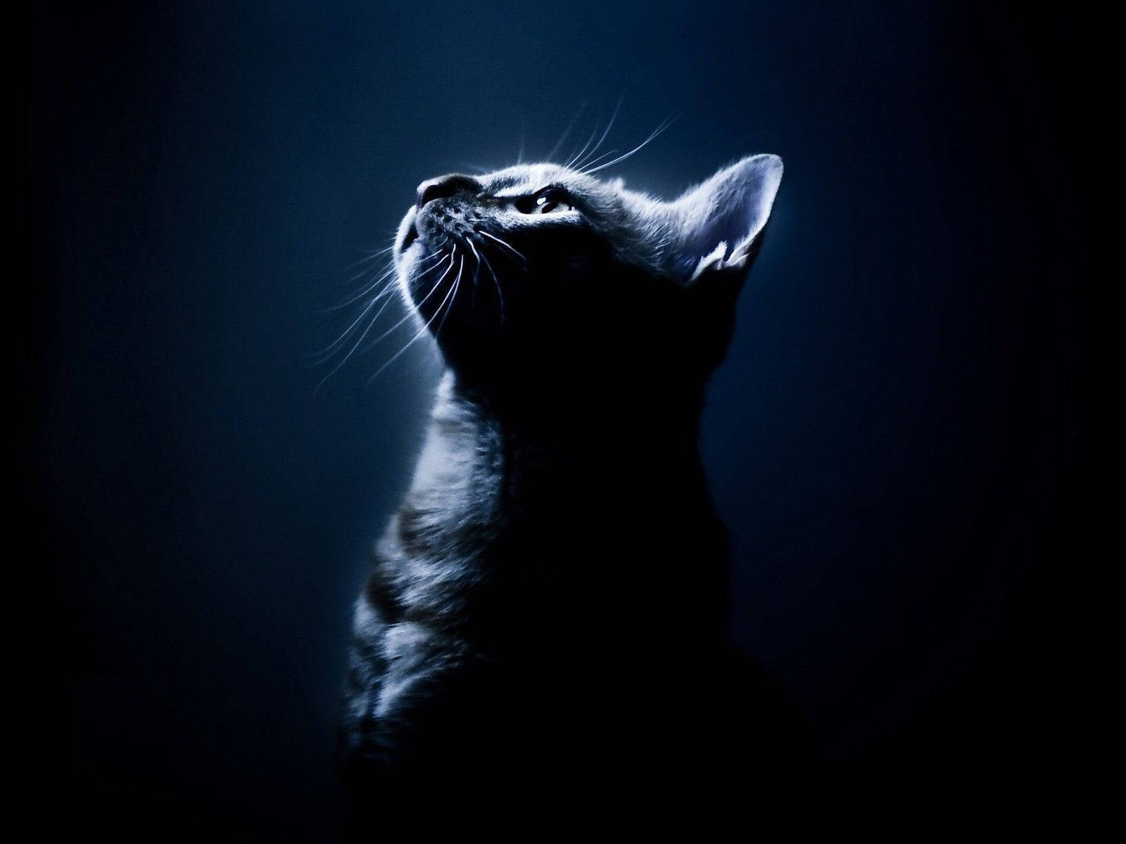 1600x1200 Download Cat Portrait Aesthetic Dark Blue HD Wallpaper