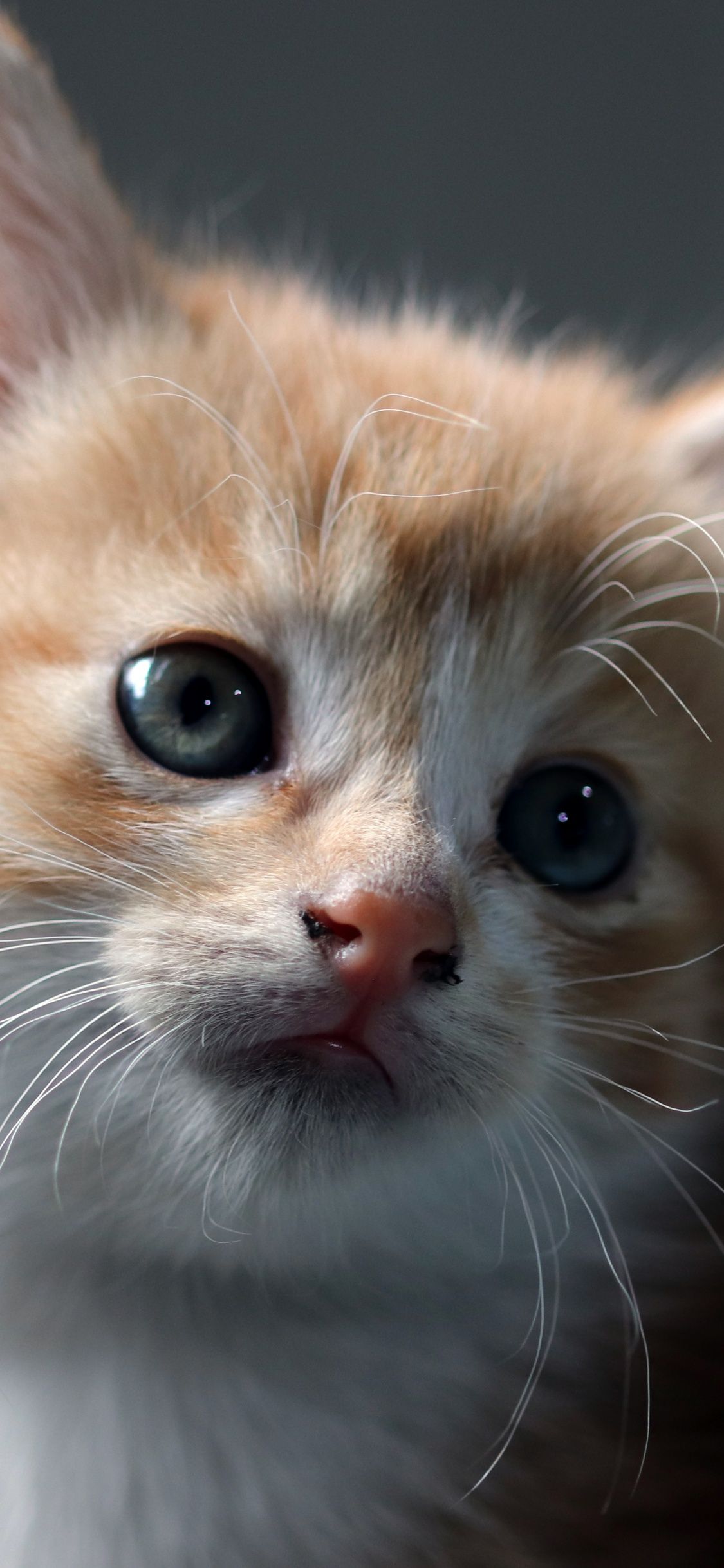 1125x2436 Cat Wallpaper 4K, Kitten, Pet, Domestic Animals
