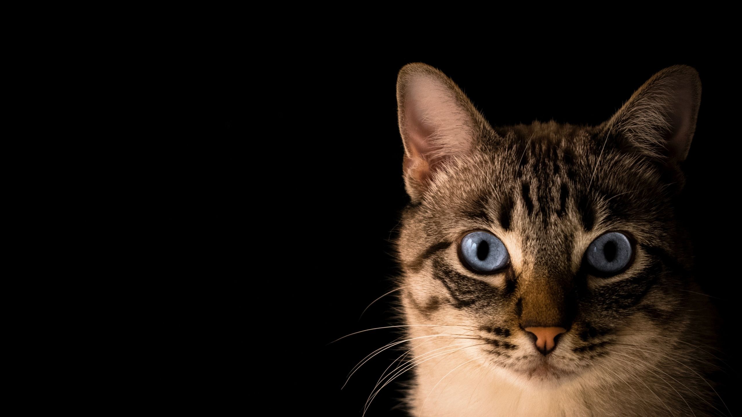 2560x1440 Wallpaper / a blue eyed tabby cats face against a black background, blue eyed cat portrait 4k wallpaper free download
