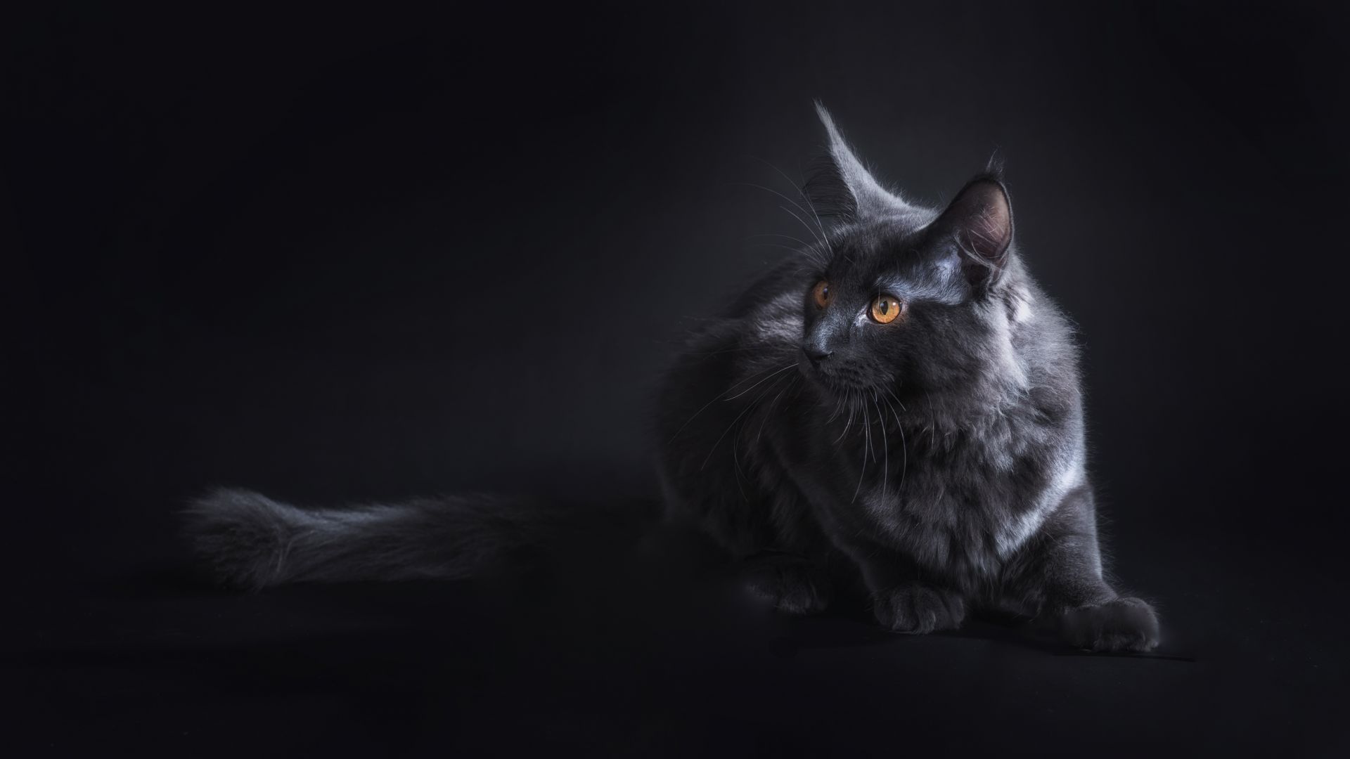 1920x1080 Desktop Wallpaper Black Cat, Portrait, Animal, 4k, HD Image, Picture, Background, 960421