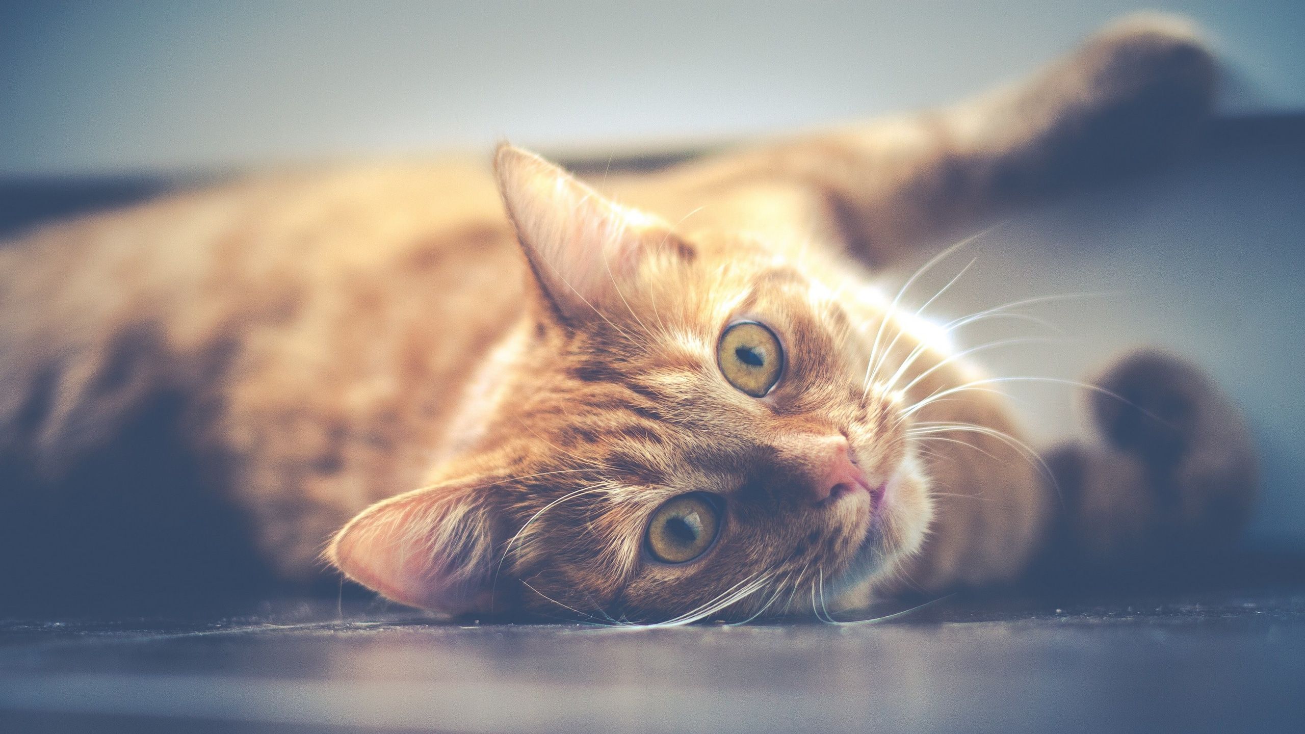 2560x1440 Wallpaper / cat pet lying red animal cute cute cat portrait 4k wallpaper free download