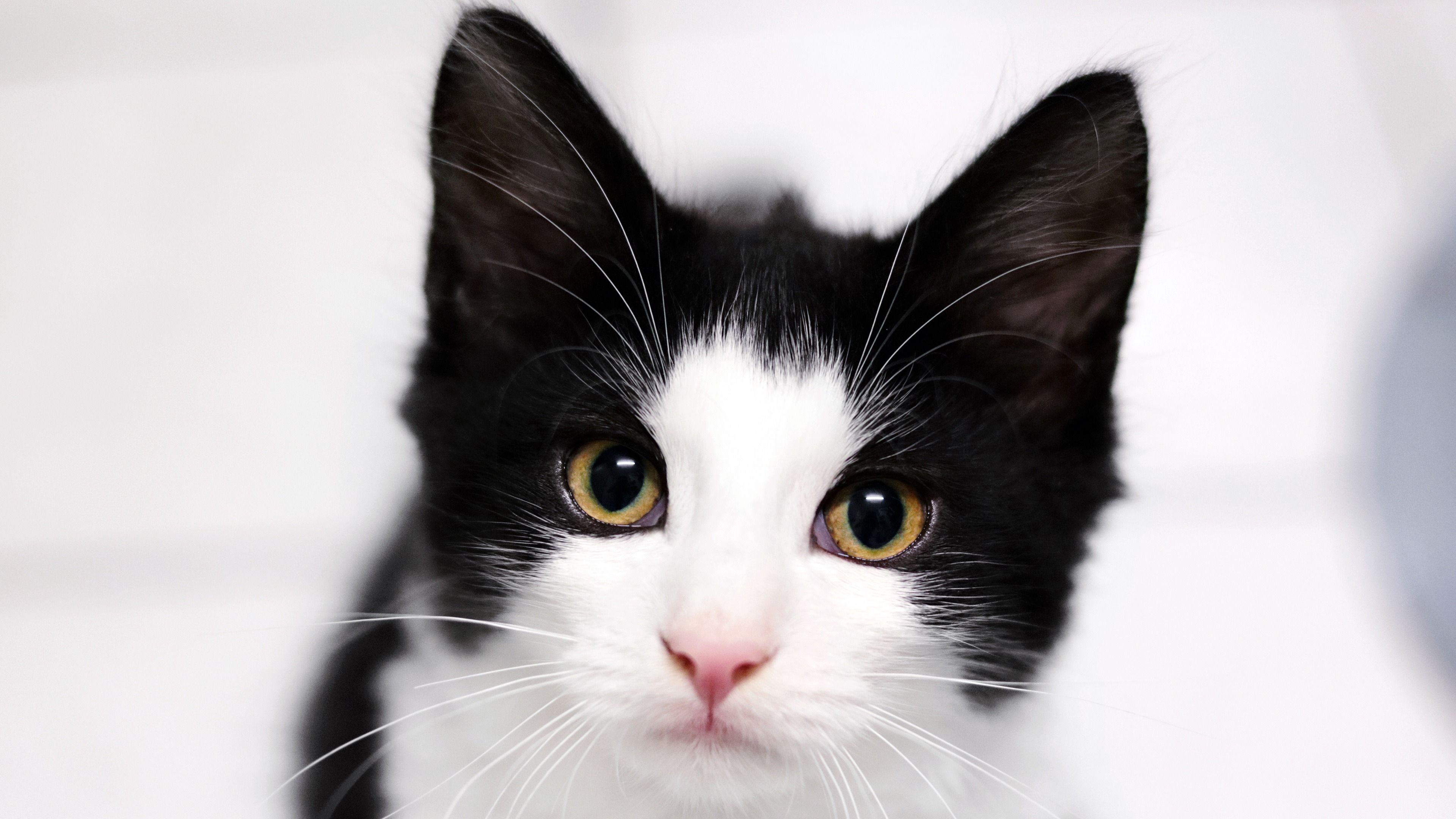 3840x2160 Black white pet cat portrait photography