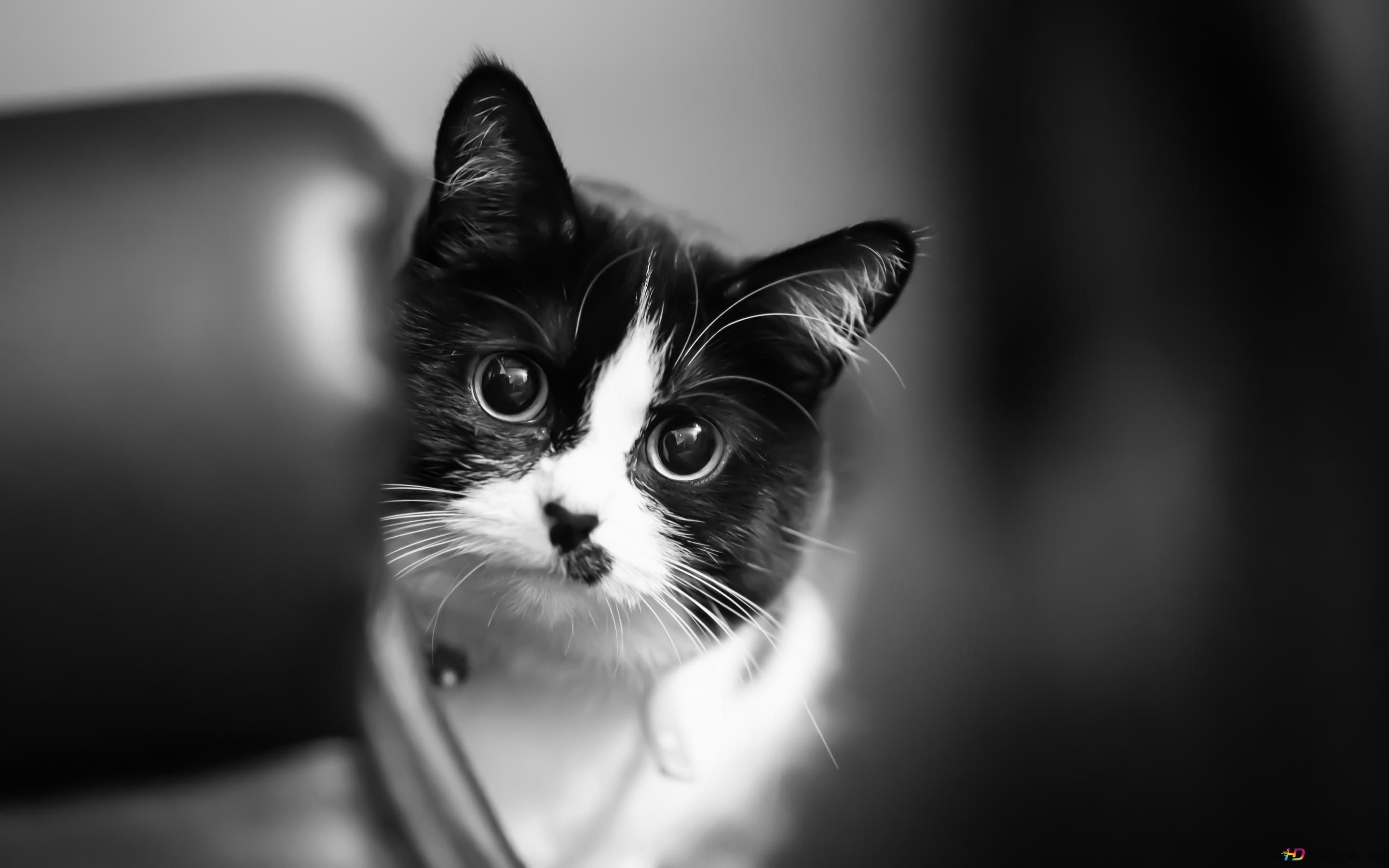 2880x1800 Black and white cat portrait 4K wallpaper download