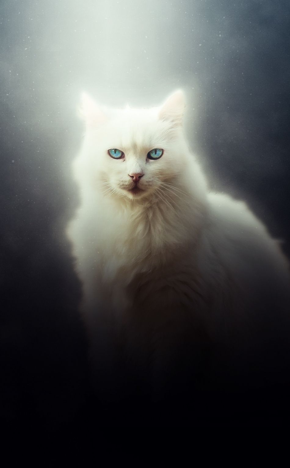 950x1534 Cat, white feline, curious, art wallpaper. Cat art, Cats, Cat wallpaper