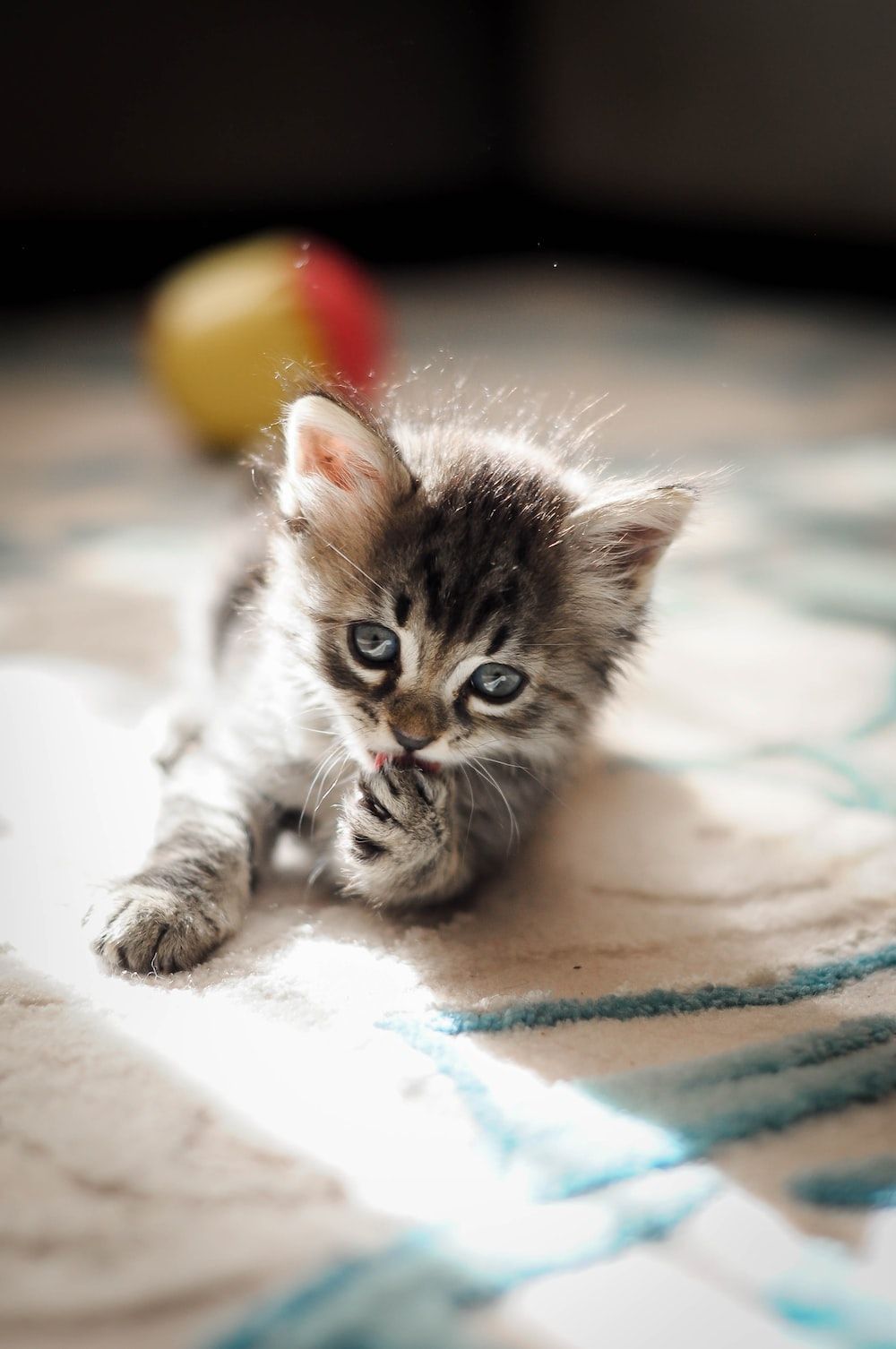 1000x1506 Cats Wallpaper Picture. Download Free Image