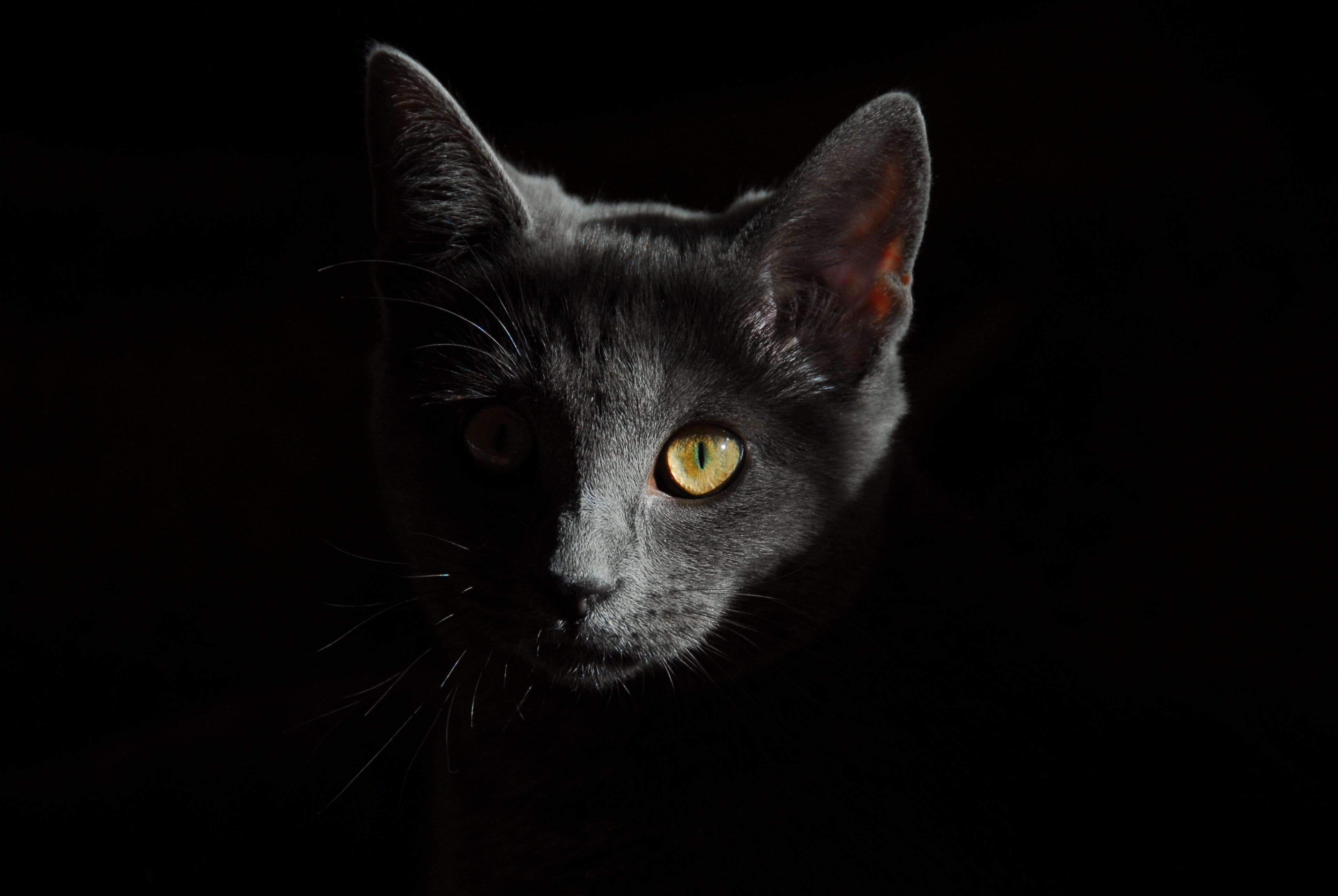 3840x2571 Wallpaper / cat animals cats portrait of cat cat face 4k wallpaper free download