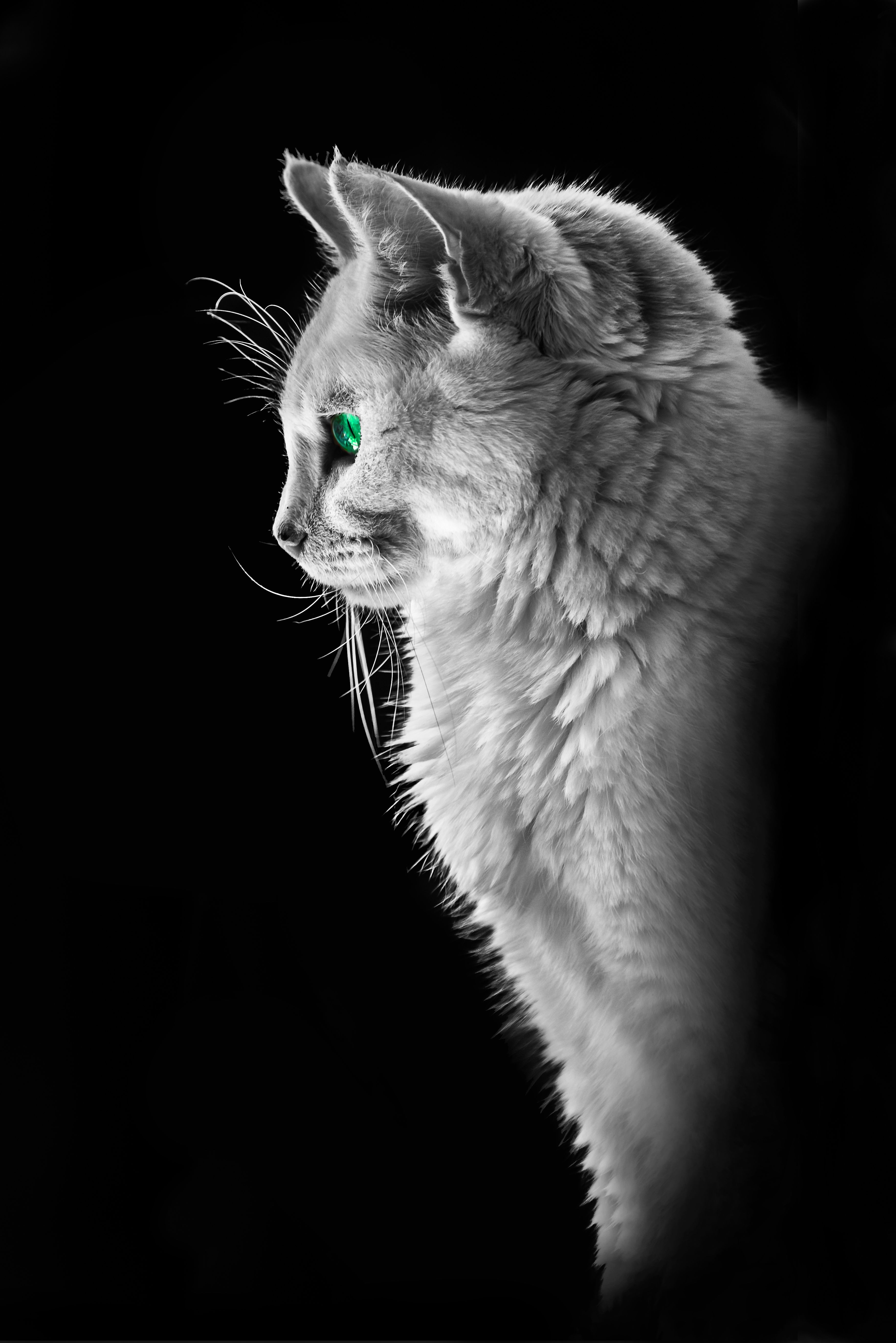 3665x5497 Desktop Wallpaper Cats White Side animal Black background 3665x5497