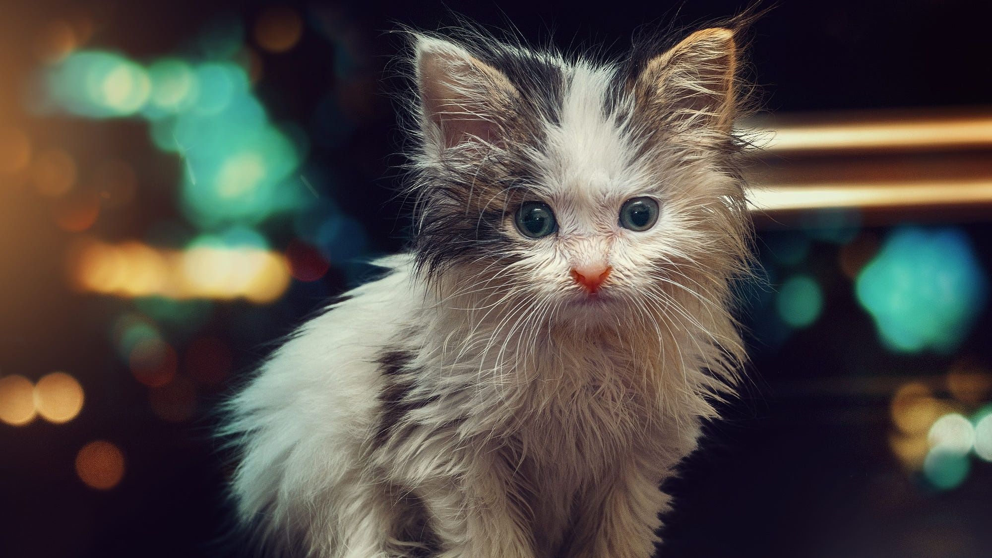 2000x1125 Cat HD, Kitten, Baby Animal Gallery HD Wallpaper