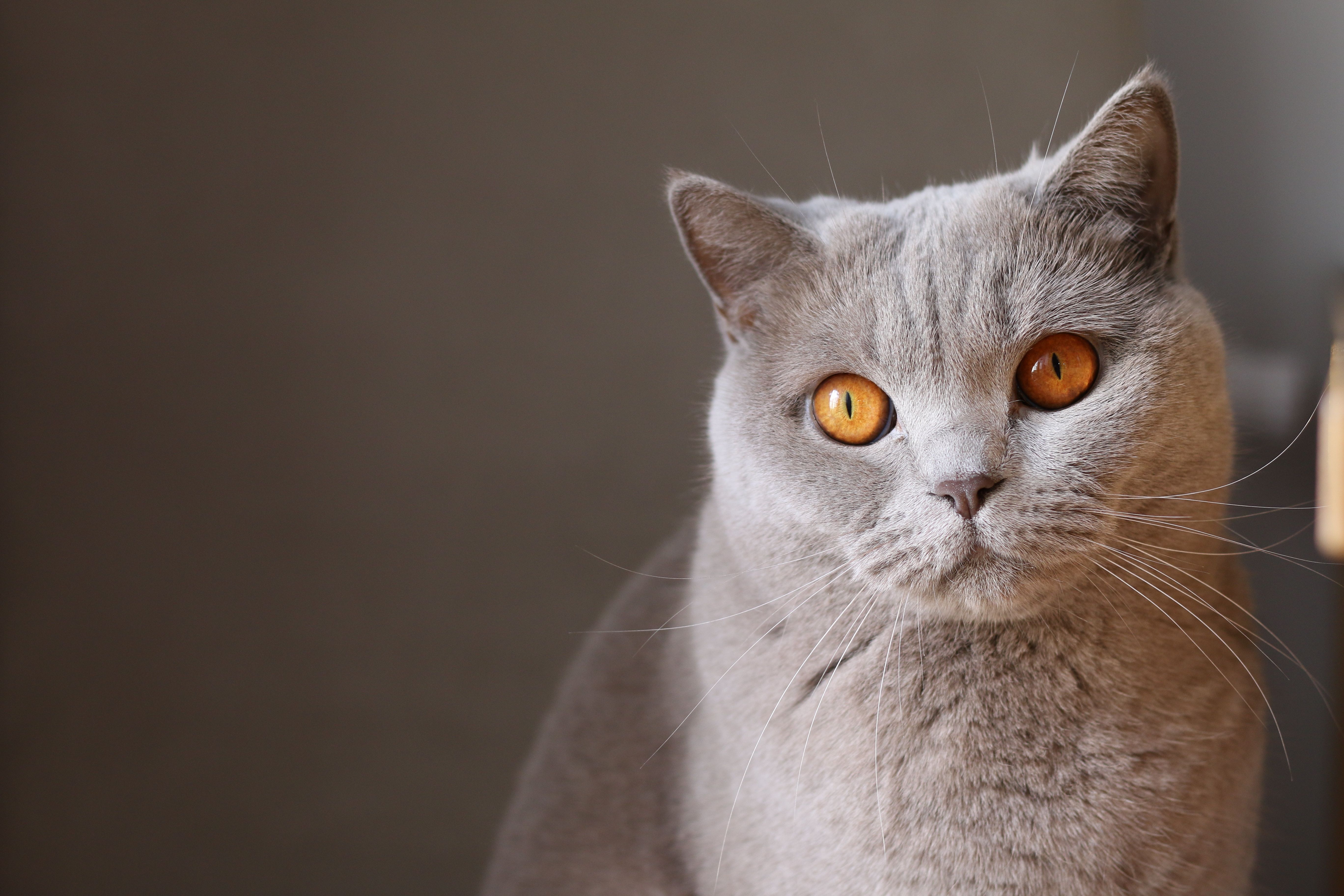 5472x3648 Gray Cat Portrait iPhone Wallpaper