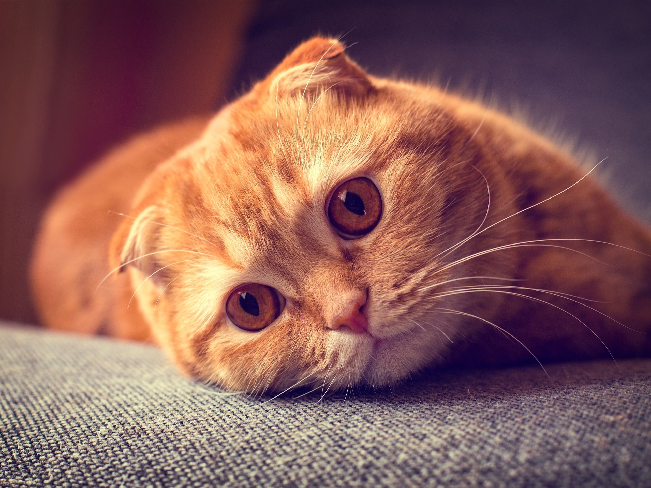 2560x1920 Wallpaper Scottish fold cat, portrait, want to sleep 3840x2160 UHD 4K Picture, Image