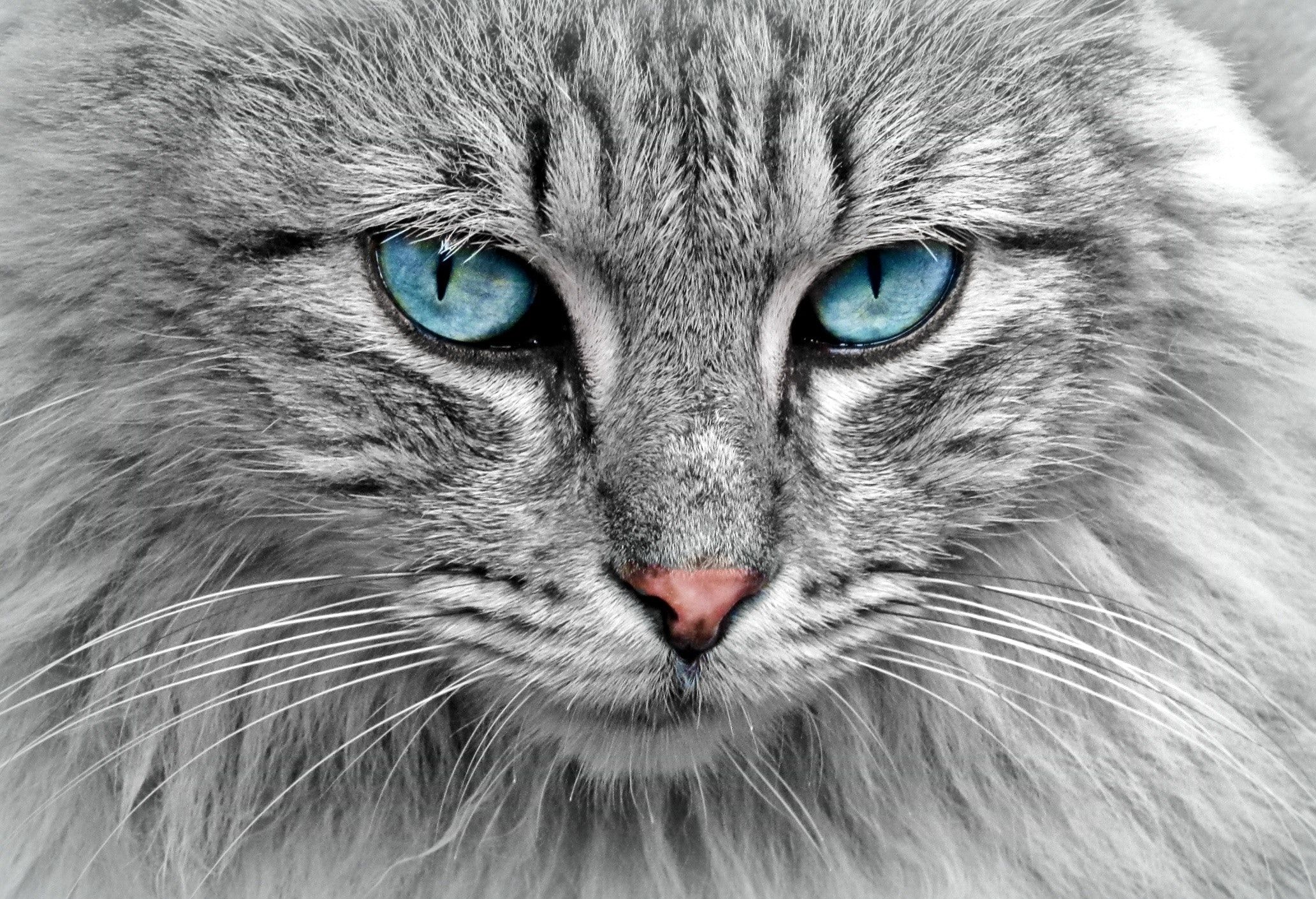 2064x1410 Cat Wallpaper Photo, Download The BEST Free Cat Wallpaper & HD Image