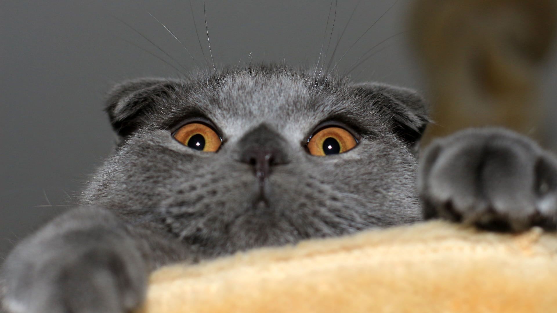 1920x1080 Gray Cat Wallpaper, Animals, One Animal, Mammal, Domestic Cat, Pets, Portrait