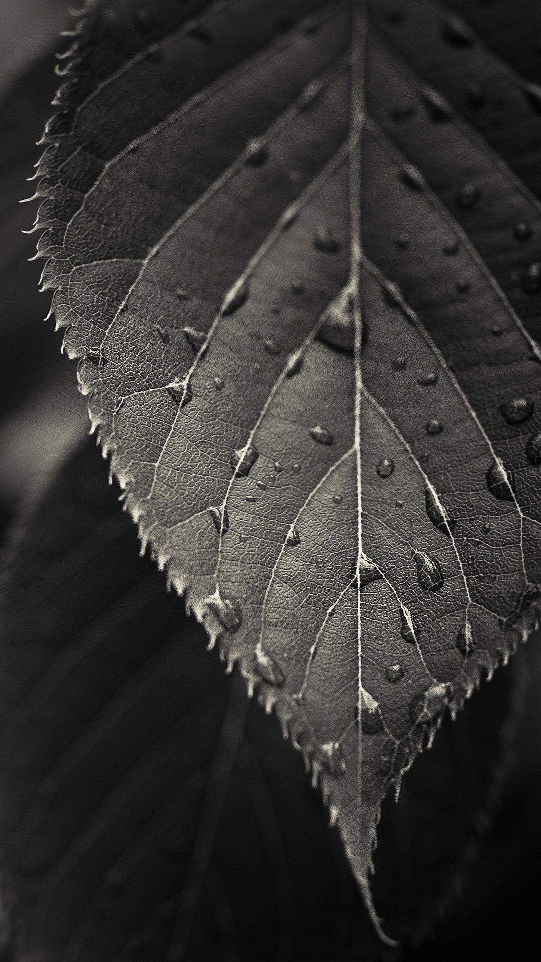 1080x1920 Wallpaper Full HD 1080 X 1920 Smartphone Black Leave x 1920