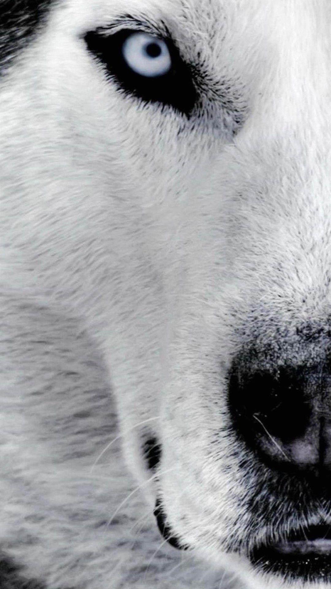 1080x1920 Wallpaper Full Hd 1080 X 1920 Smartphone Dog Husky