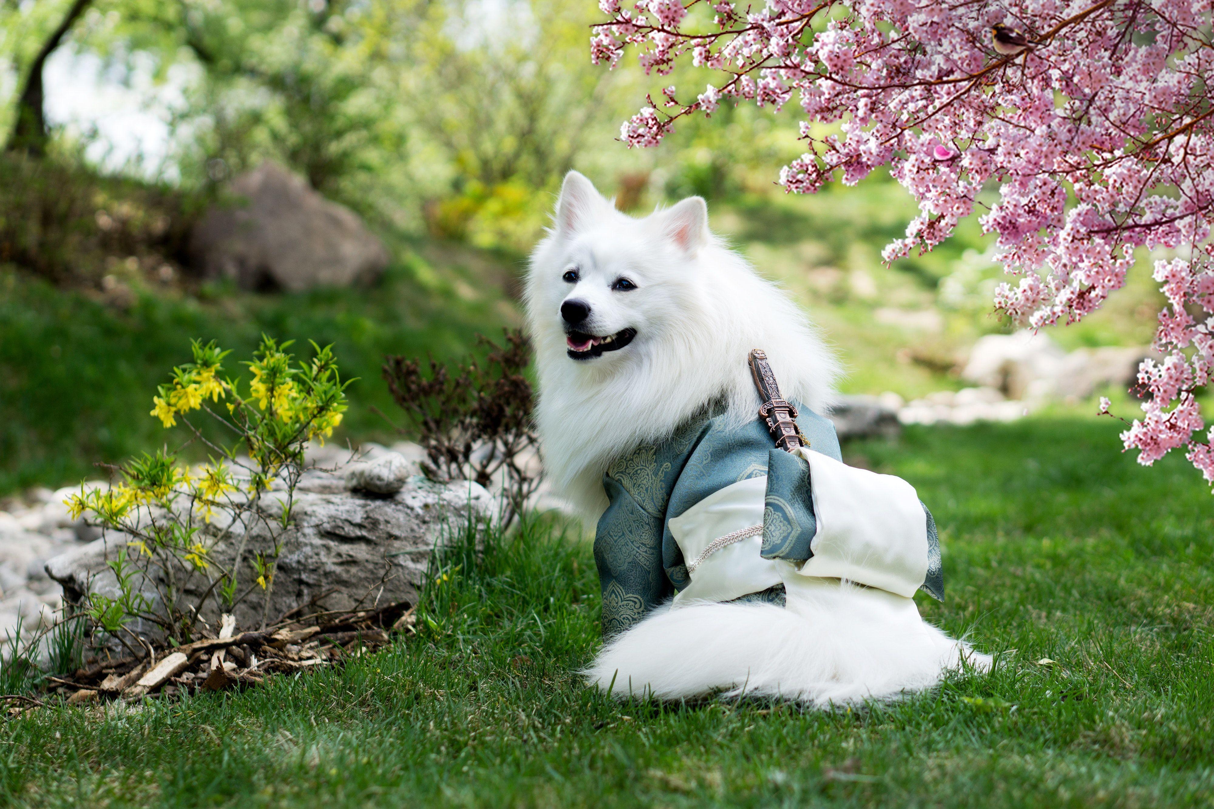 4000x2667 Adult Medium Coated White Dog Standing On Grass Field Beside