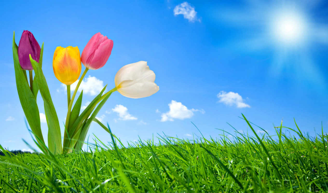 1360x800 Wallpaper nature, spring, section Flowers, size 1920х1080 full HD free image on desktop and phone