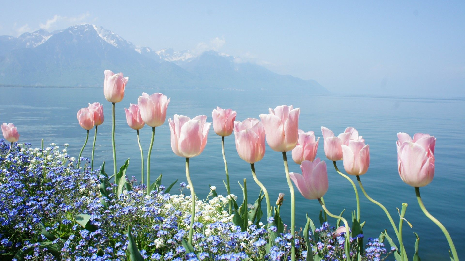 1920x1080 Wallpaper tulip, 4k, HD wallpaper, spring flowers, mountains, Nature