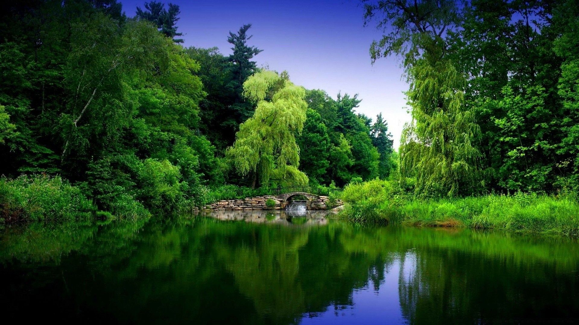 1920x1080 Beautiful green trees on the background of the lake