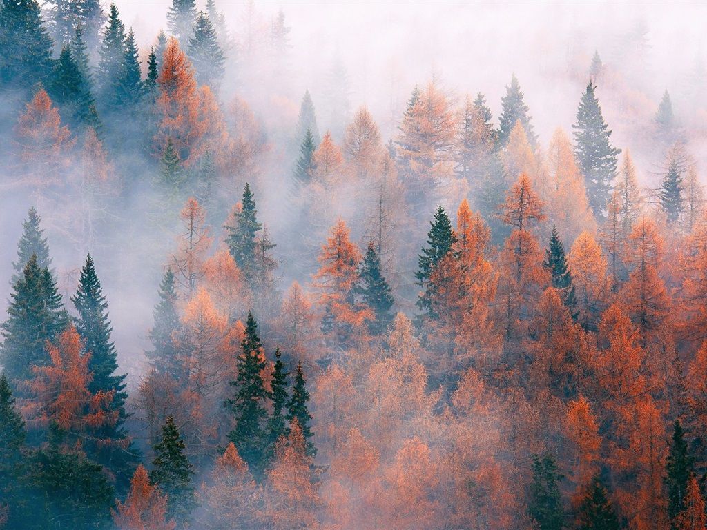 1024x768 Wallpaper Forest, trees, fog, autumn 1920x1200 HD Picture, Image