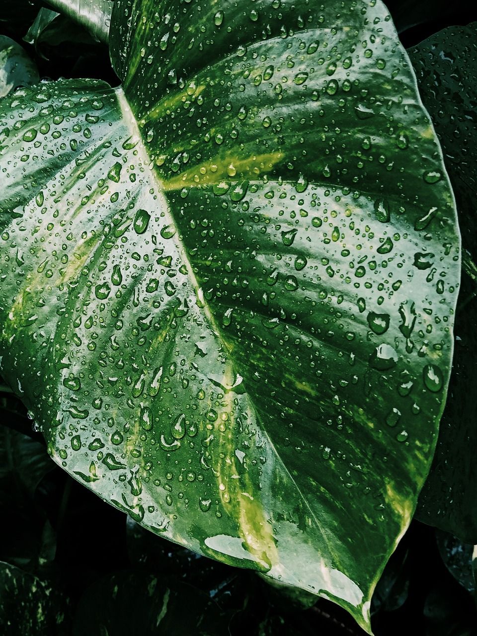 960x1280 Leaf Green Money Plant
