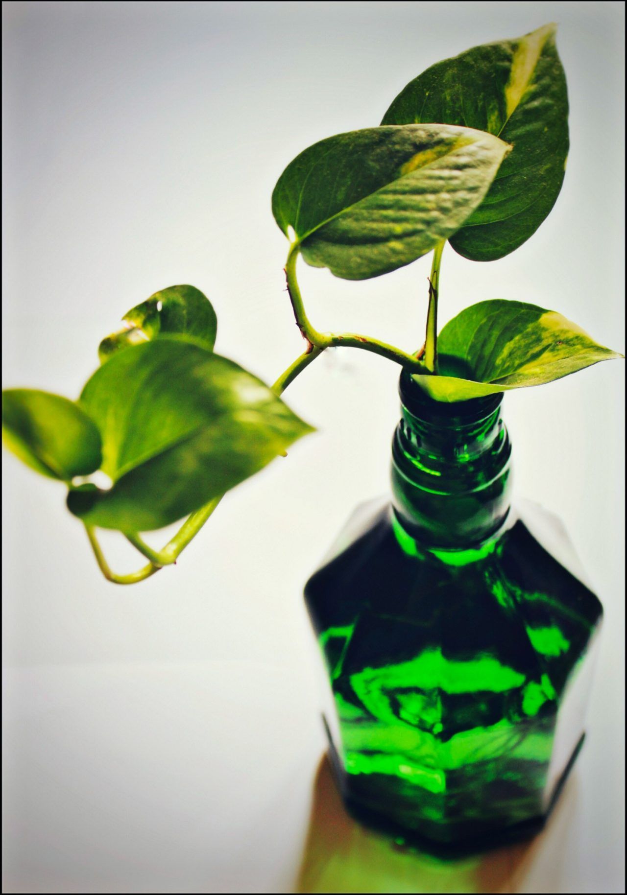 1280x1828 Money Plant Wallpaper