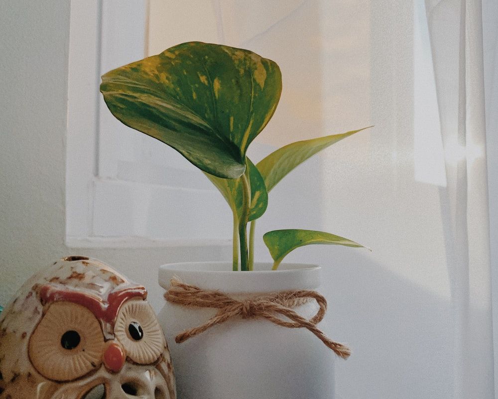 1000x801 Money Plant Picture. Download Free Image