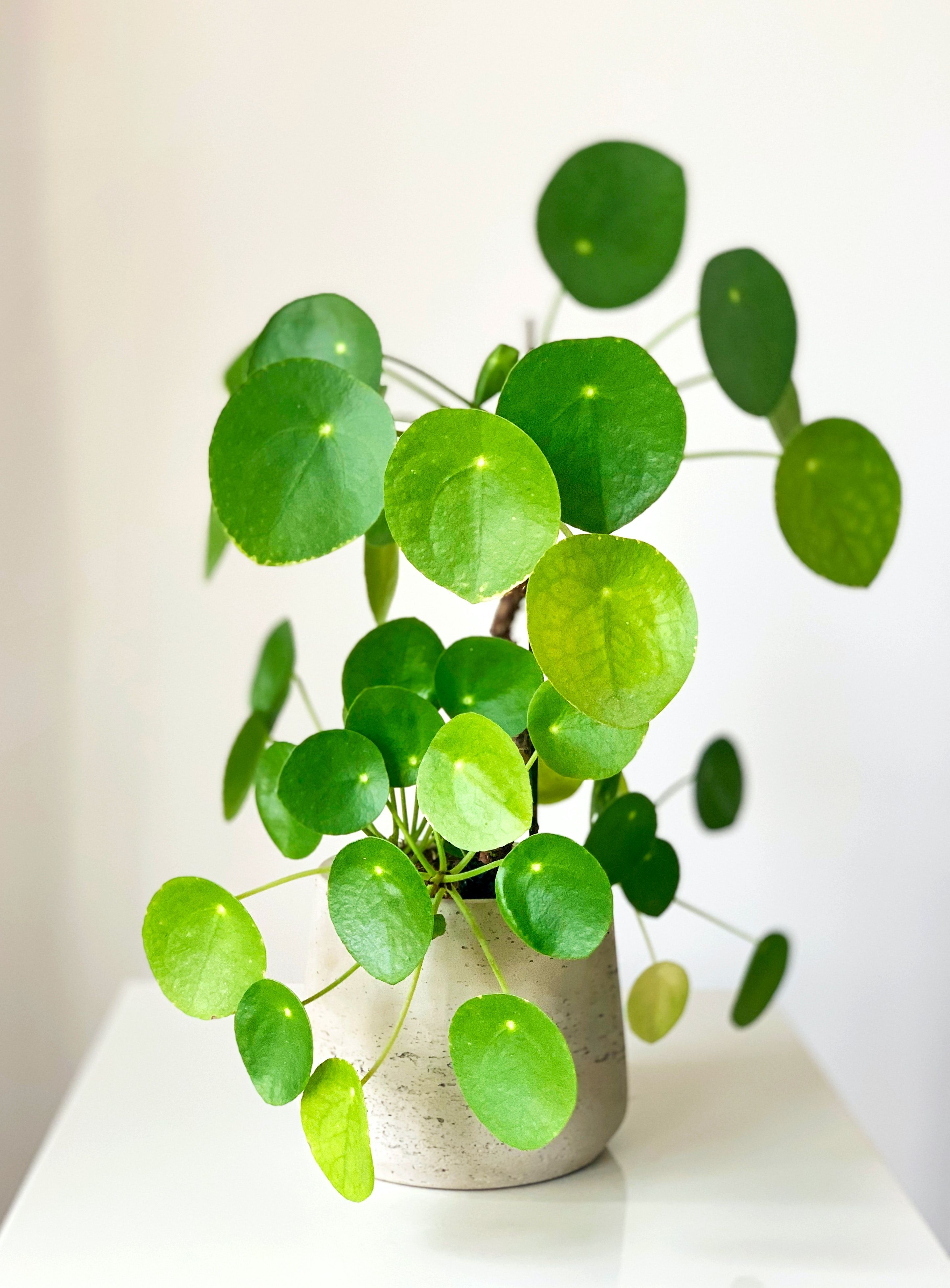 2892x3919 Chinese Money Plant Wallpaper
