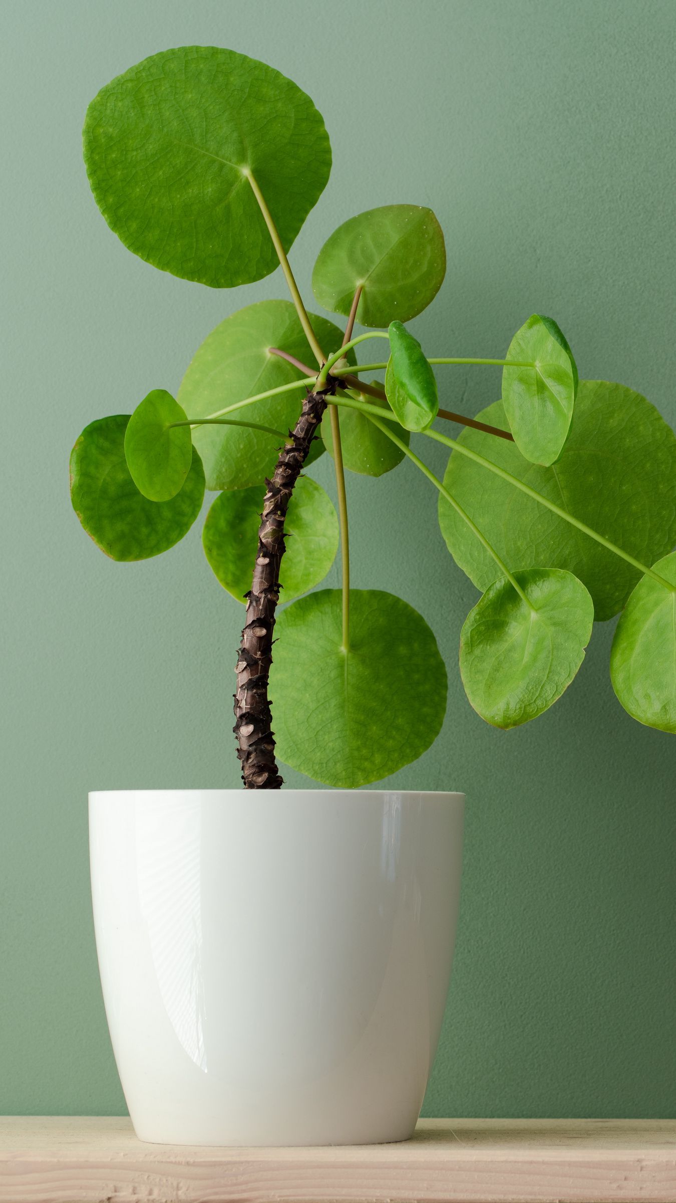 1350x2400 Download wallpaper 1350x2400 plant, foliage, indoor, houseplant iphone 8+/7+/6s+/for parallax HD background