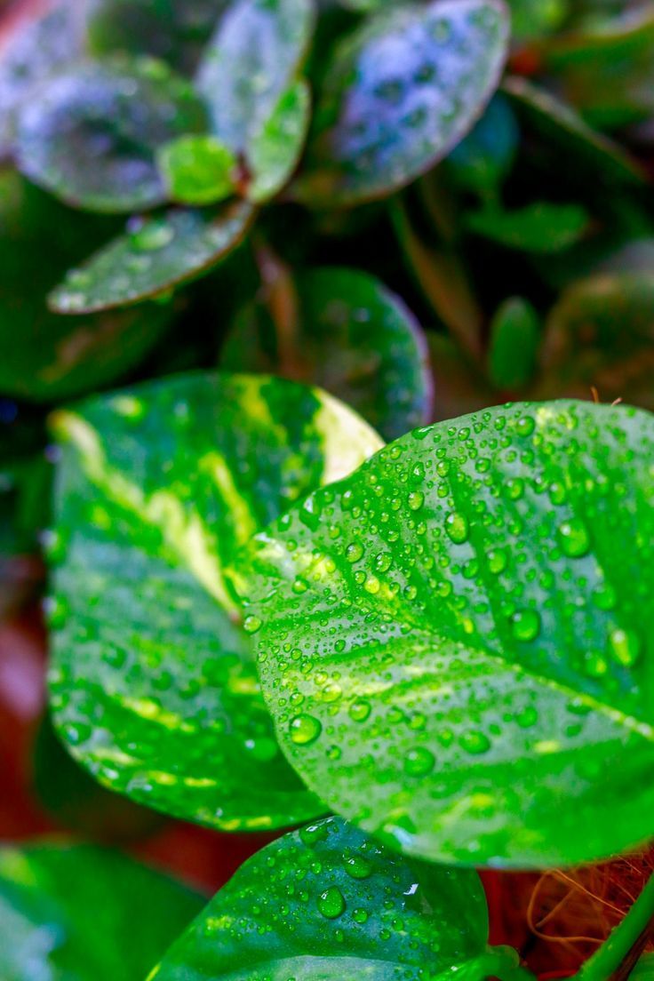 736x1104 money Plants wallpaper HD. Plant wallpaper, Plants, Money plant