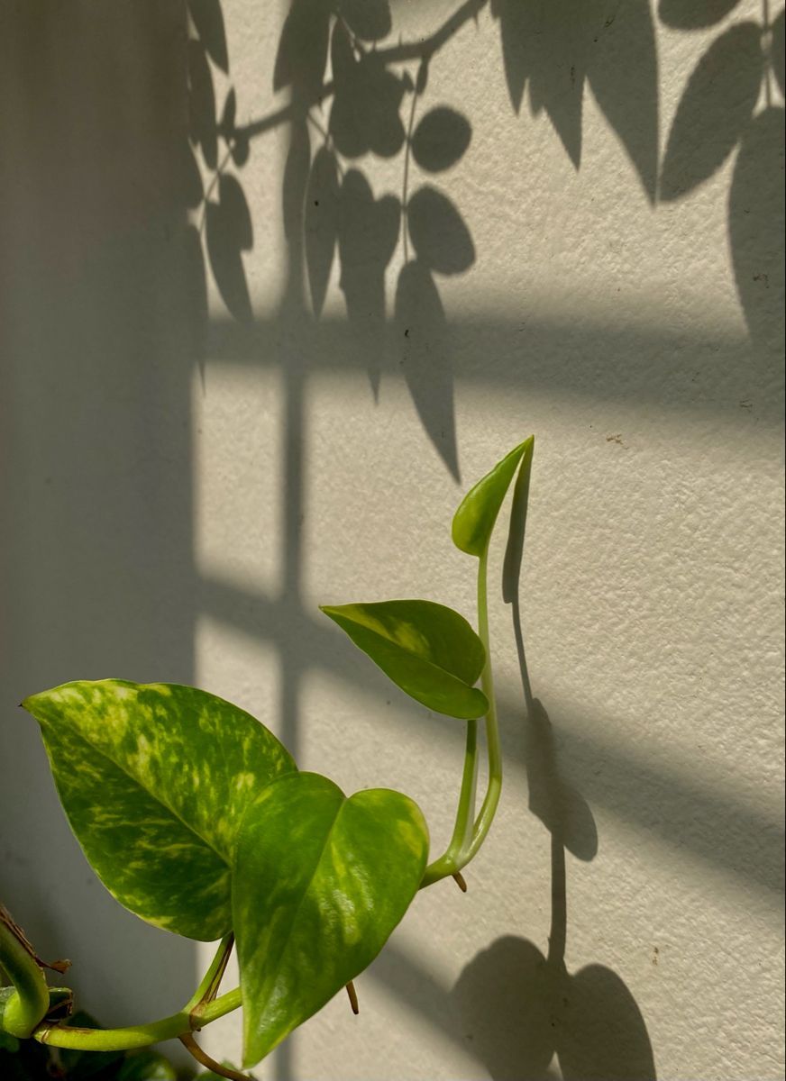 872x1200 Money plants