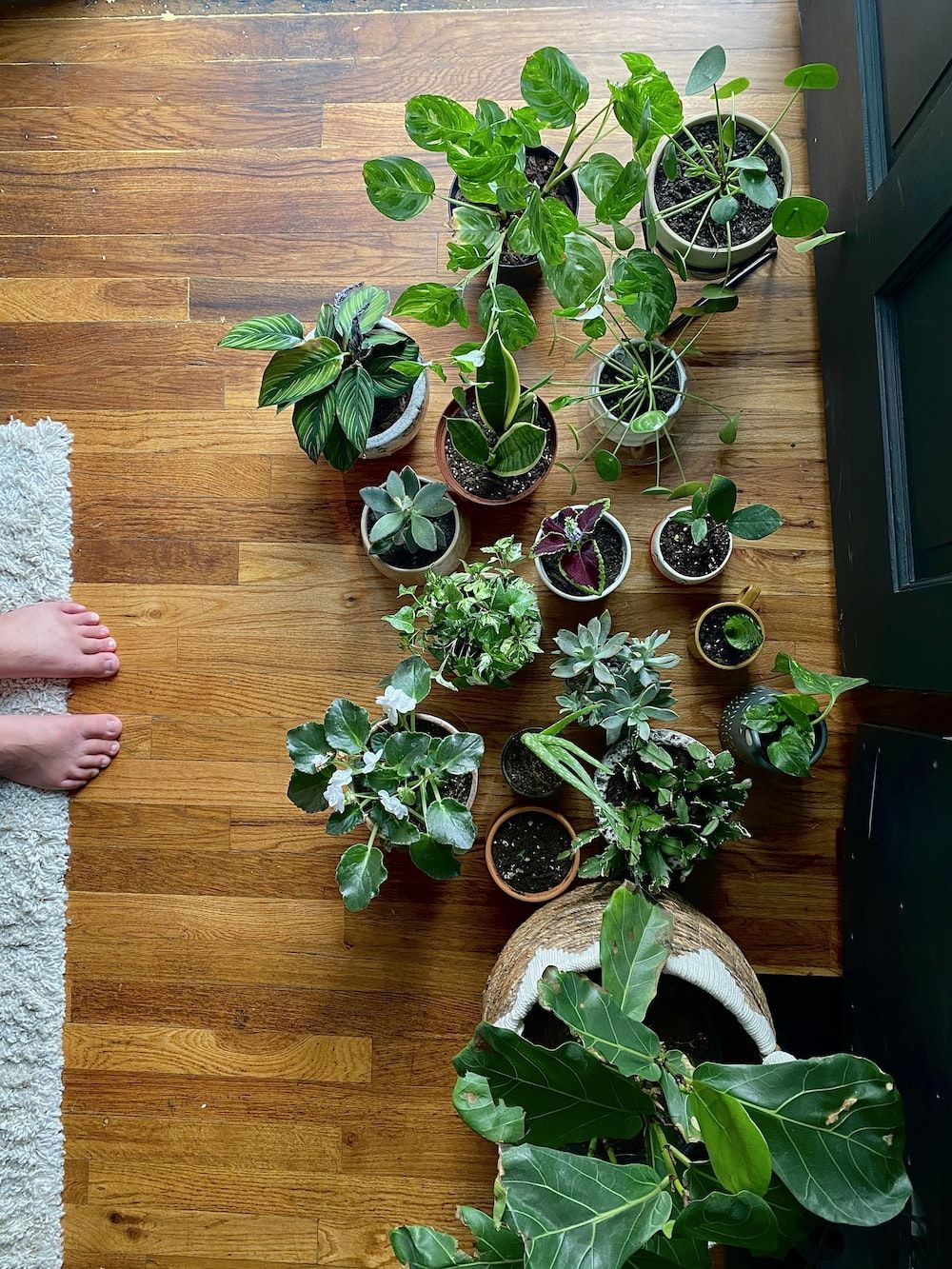 1000x1333 Money Plant Picture. Download Free Image