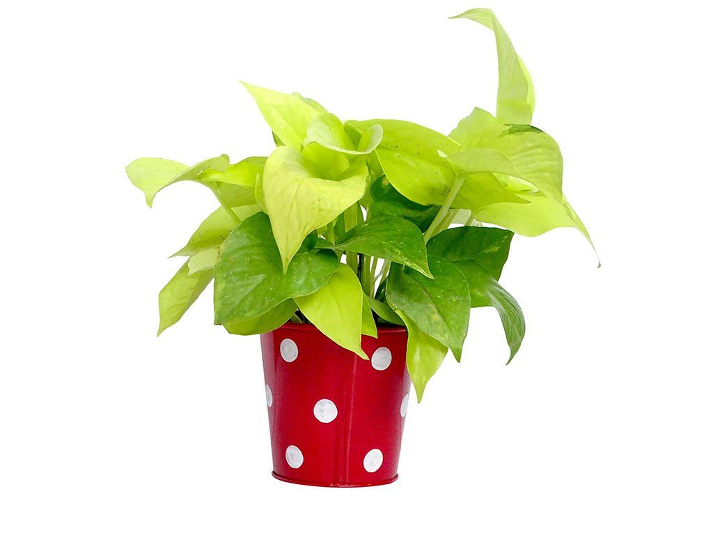 1024x768 Money Plant Live Include Railing Pot 6 inches Pot Size : Amazon.in: Garden & Outdoors