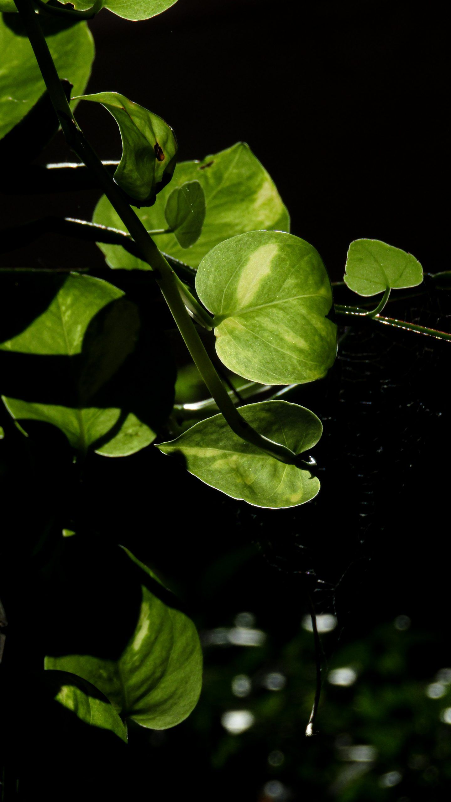 1439x2560 The green leafs