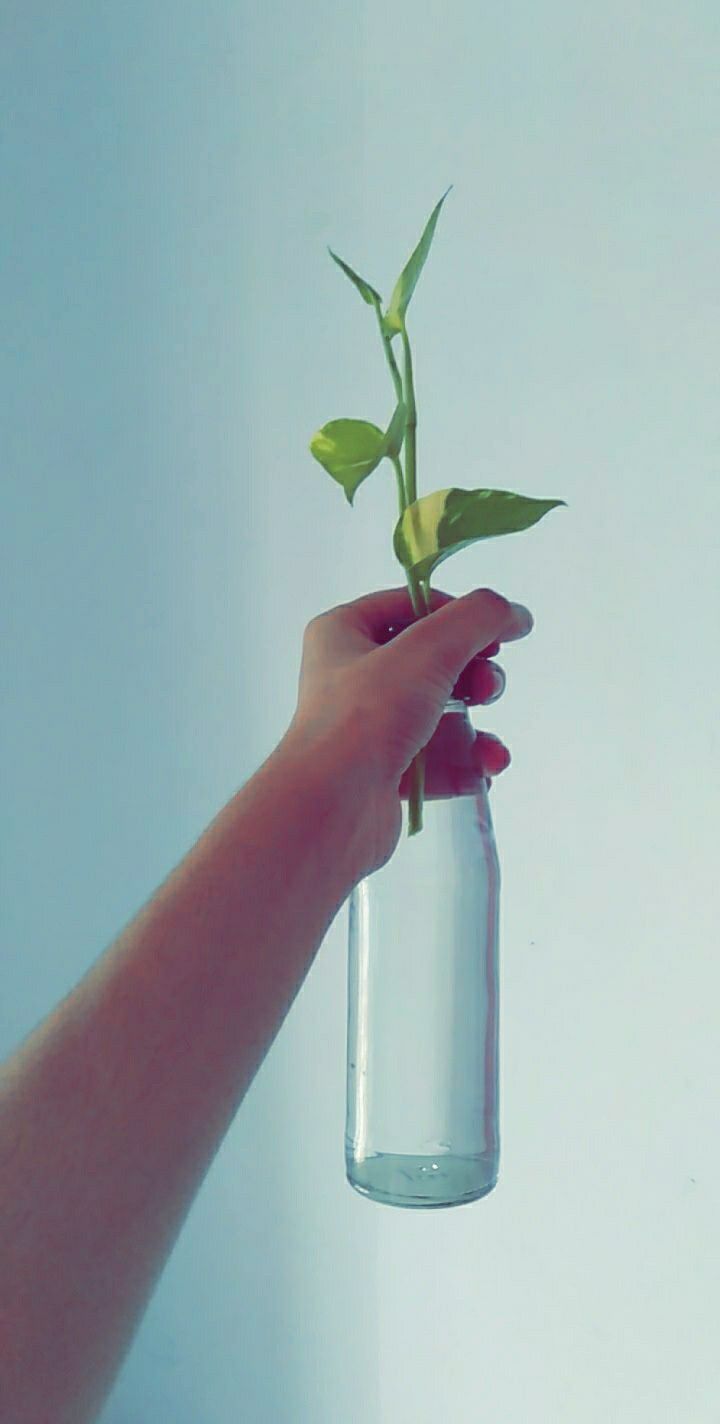 720x1424 Money plant. Recycled glass bottles, Plants, Money plant