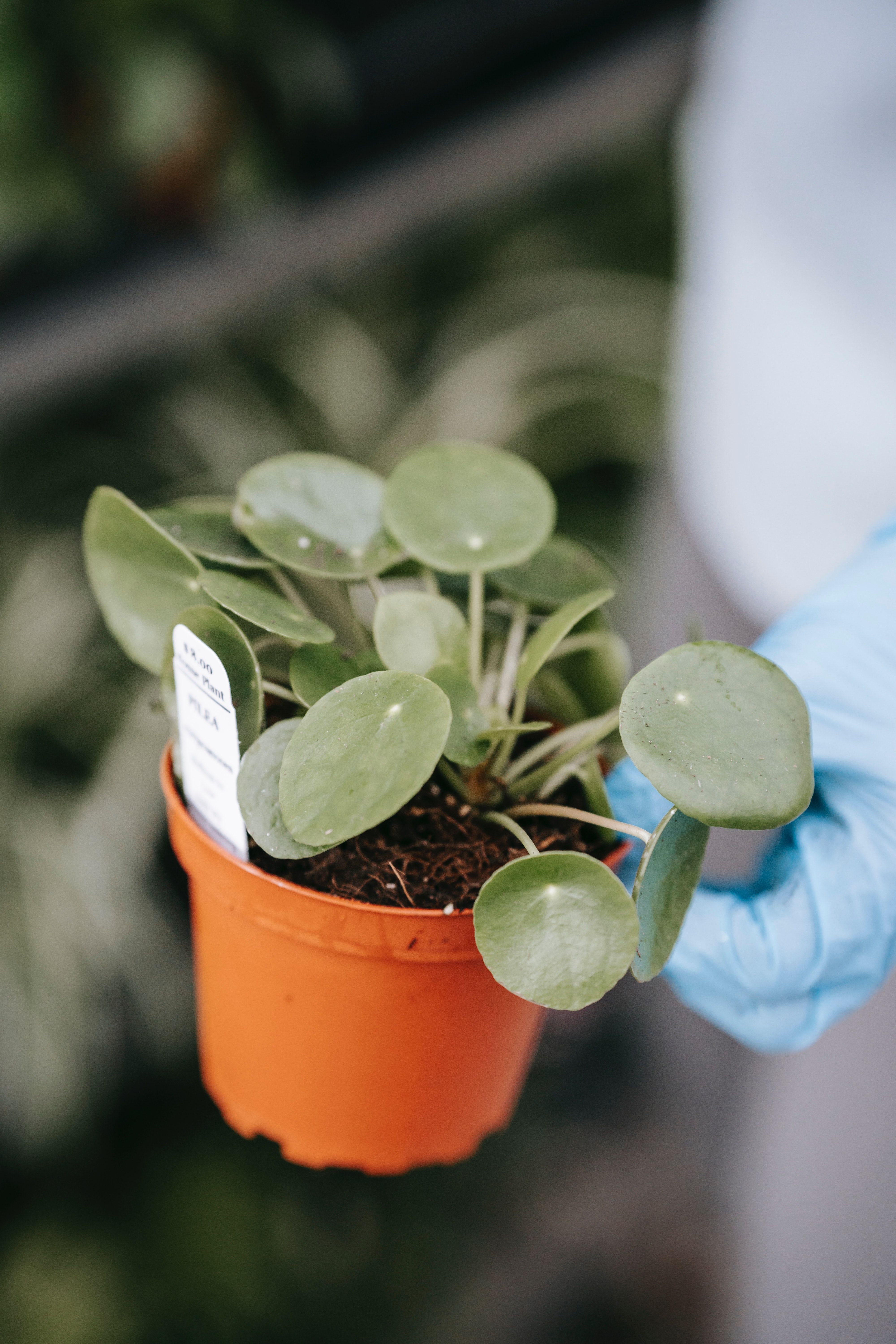 4000x6000 Money Plant Photo, Download The BEST Free Money Plant & HD Image