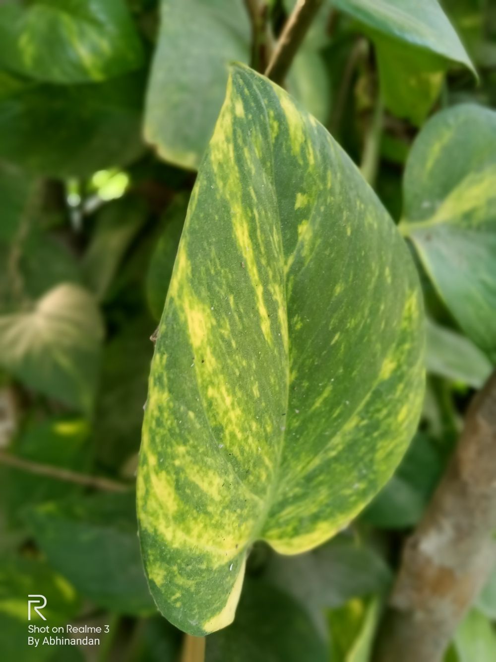1000x1333 A money plant leaf Photo Free Download. Free Photo for Commercial Use